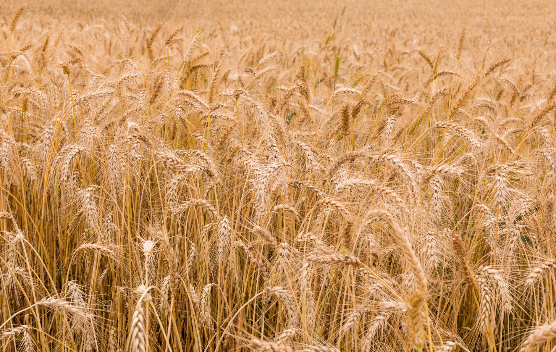 golden wheat plantation in countryside